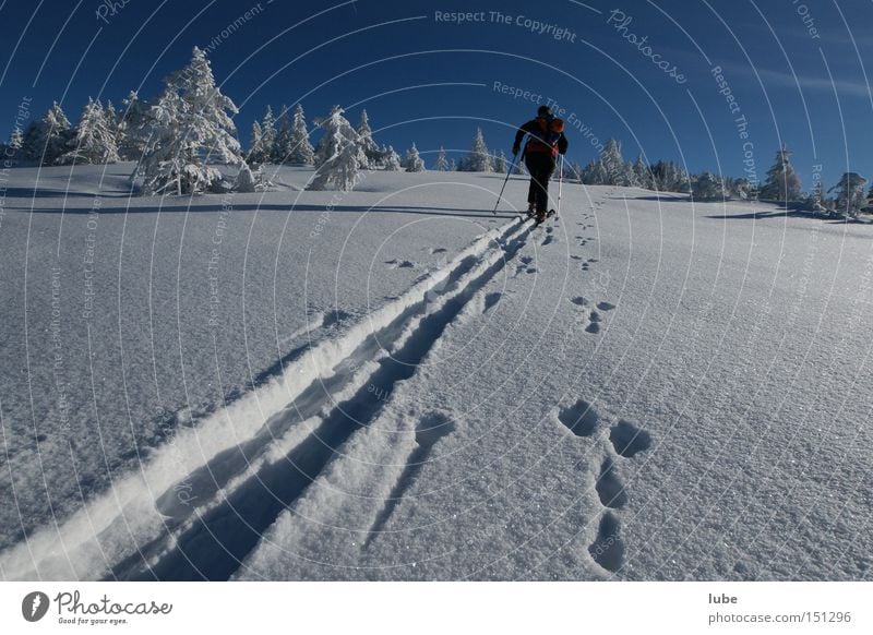 Race rabbit against man Skiing Skis Winter Vacation & Travel Ski tracks Snowscape Lanes & trails Tracks Winter sports Ski tour Skier Hare hunting Snow track