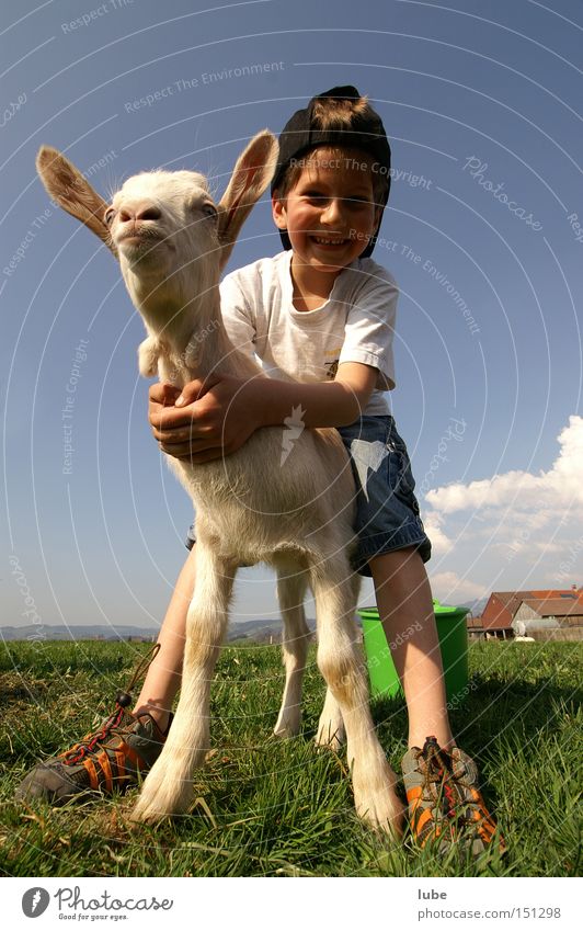 goatherd Goats Goatherd Goatskin Agriculture Farmer Pet Herdsman Dairy Products young farmer Worm's-eye view Cute Love of animals Baby animal Boy (child)
