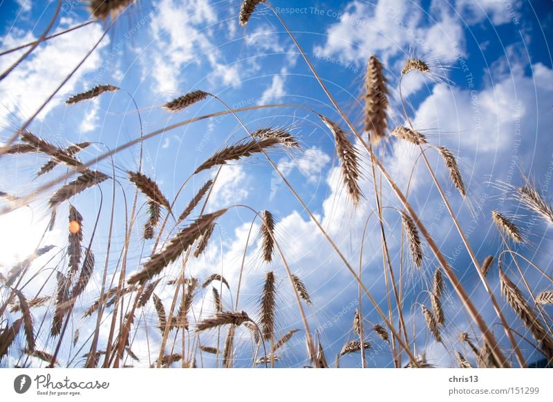 cornfield Food Grain Nutrition Organic produce Summer Sky Clouds Autumn Plant Blue Yellow Healthy Nature Perspective Quality Cornfield Ear of corn Colour photo