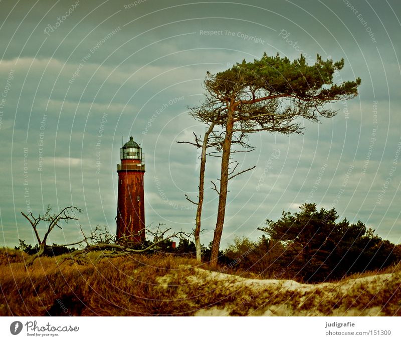 950 | Prospects Lighthouse Ocean Coast Wind cripple Tree Darss Western Beach Beach dune Sky Landscape Baltic Sea Vacation & Travel Relaxation Colour