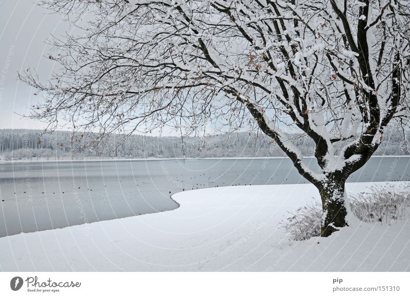 hibernation Lake Water Lakeside Forest Tree Winter Snow Ice Cold Frost Dark Shadow Calm Loneliness Nature Branch