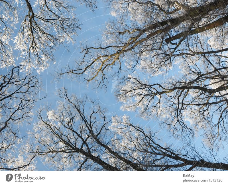 Frosty view from below Nature Plant Sky Cloudless sky Beautiful weather Ice Snow Tree Environment Hoar frost Cold Blue White Winter Seasons Frozen Colour photo