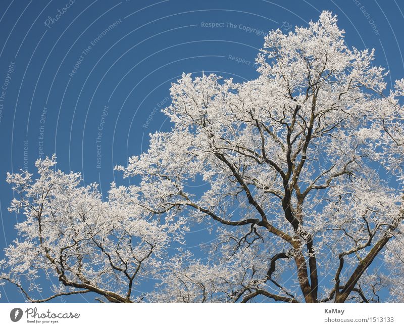 ice white Nature Landscape Plant Sky Cloudless sky Winter Weather Beautiful weather Ice Frost Snow Tree Idyll Cold Climate Environment Hoar frost White