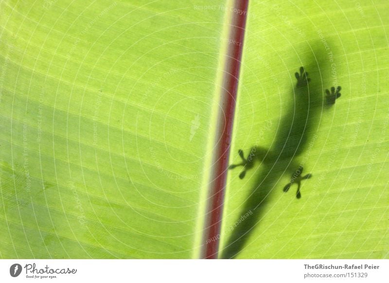 Not a good hiding place. Gecko Leaf Green Hawaii Shadow Animal foot Lighting Tails Legs Fingers Crawl Lizards Saurians