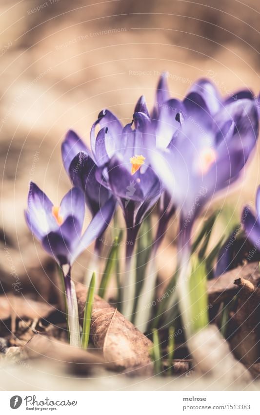 sun worshippers Elegant Design Valentine's Day Nature Plant Earth Spring Beautiful weather Flower Blossom Wild plant Crocus Bulb flowers Flowering plant