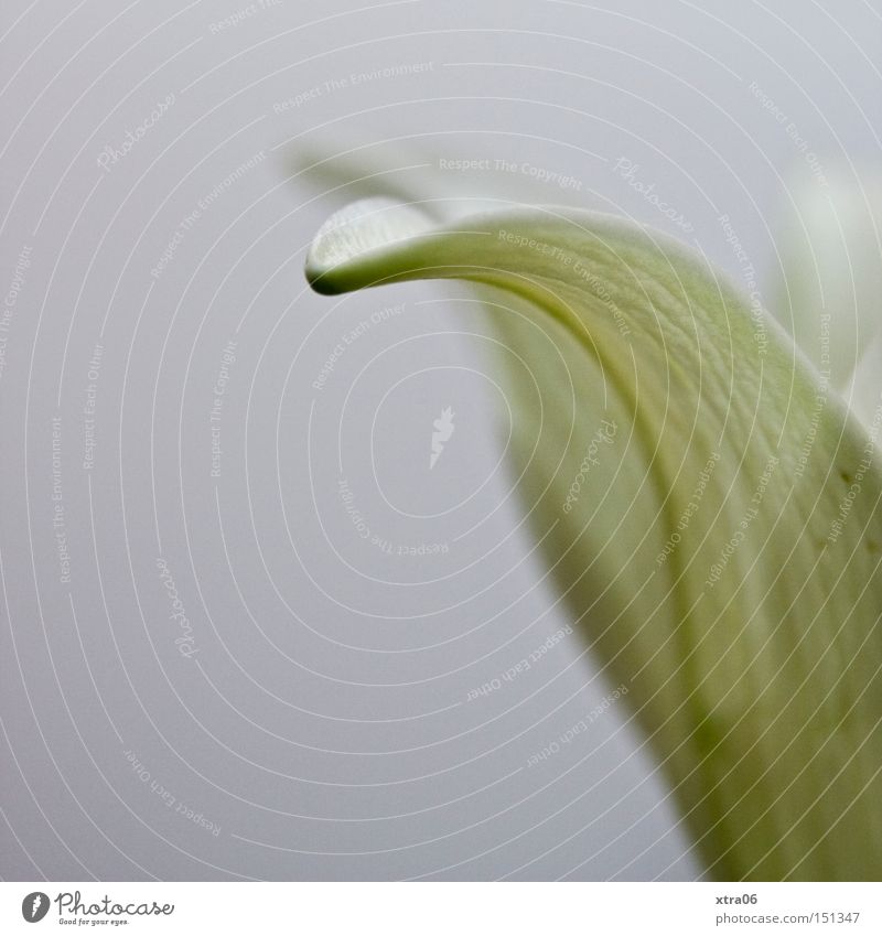 lily Lily Flower Blossom Plant White Delicate Blossom leave Lily blossom