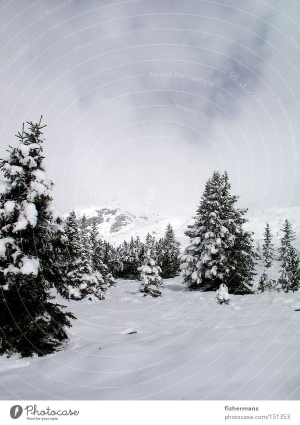 winter forest Winter Snow Mountain Fir tree Forest Fog Gray White Cold High plain