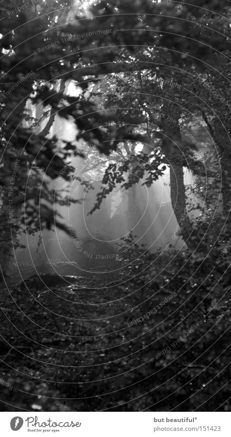 black forest Forest Clearing Hope Mysterious Sunbeam Lighting Black & white photo Light (Natural Phenomenon)