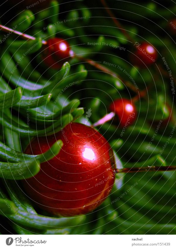 Colours of the season Decoration Fir branch fir green Sphere Glittering Kitsch Round Green Red Anticipation Warm-heartedness Cozy Homey Pearl Mother-of-pearl