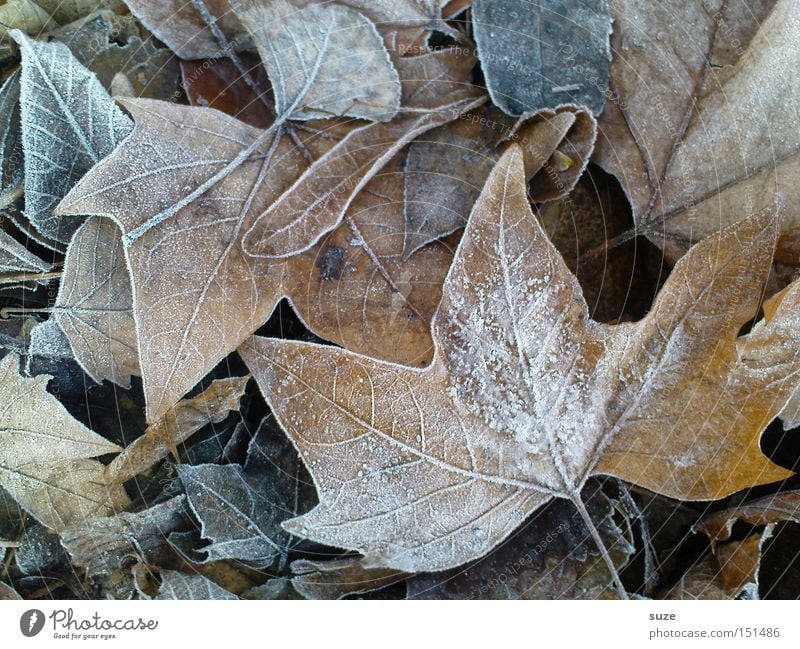 ripe for the island Autumn Leaf Brown Transience Hoar frost Frost Autumn leaves Maple tree Old Colour photo Subdued colour Exterior shot Close-up