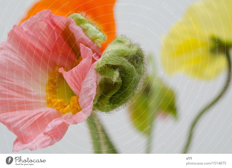 dancing poppy Plant Spring Flower Blossom Poppy Poppy blossom Blossoming Fragrance Faded Authentic Elegant Beautiful Natural Yellow Green Pink Red Spring fever