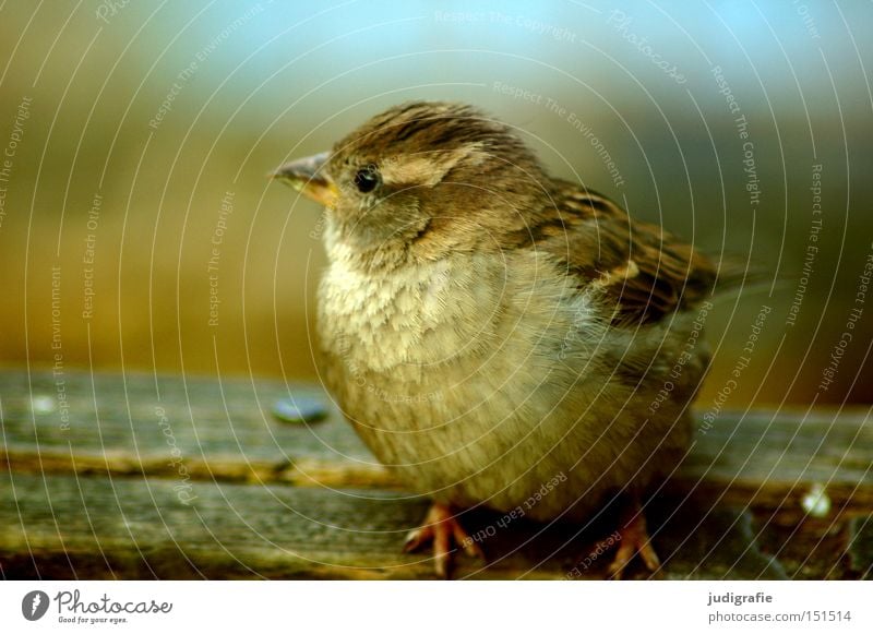 sparrow Sparrow Bird Animal Small Nature Environment Songbirds Cute Poultry Feather Colour