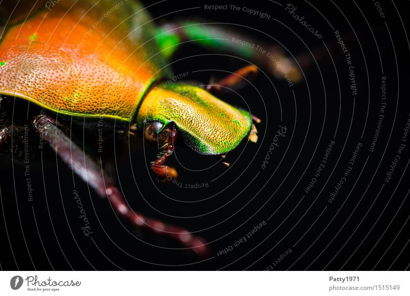 rose chafer Beetle Rose beetle 1 Animal Crawl Glittering Yellow Orange Bizarre Nature Dazzling Glimmer Colour photo Macro (Extreme close-up) Animal portrait