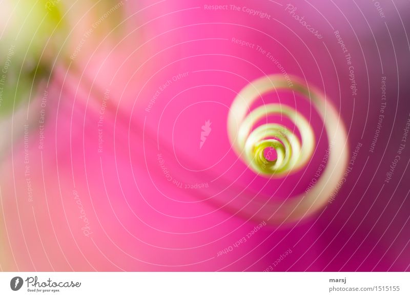 A twisted colour frenzy Nature Plant Tendril shoot tendril Part of the plant Spiral Rotate Gaudy Pink Colour photo Multicoloured Exterior shot Close-up Detail