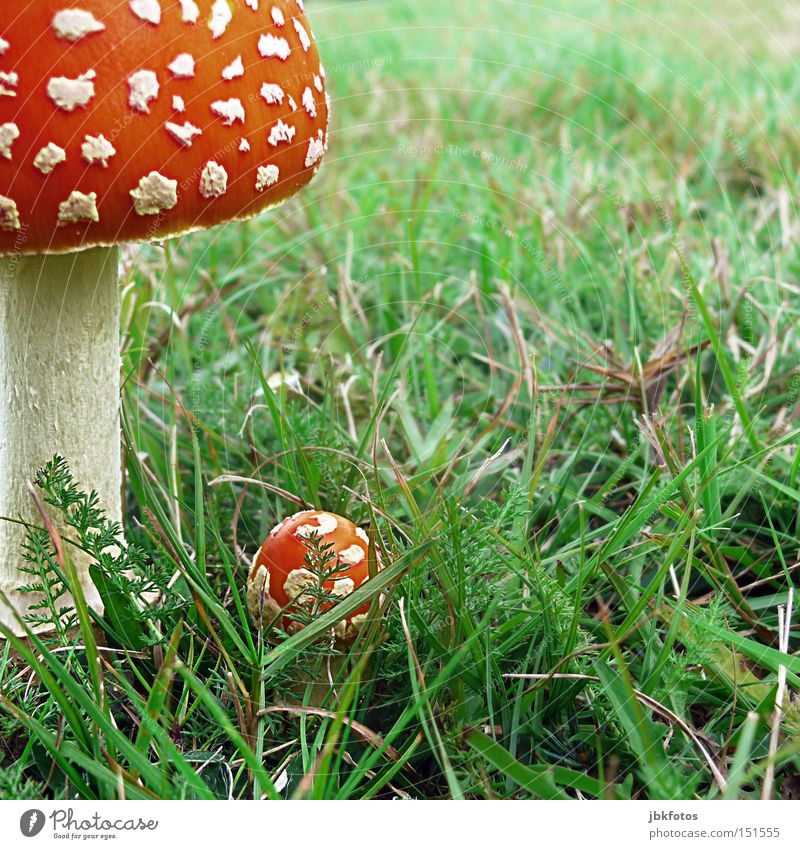 FRIED OR FRIED ALWAYS A DELICACY Mushroom Amanita mushroom Hat Umbrellas & Shades Difference Grass Caution Poison Dangerous Food Illusion Stalk Irreconcilable
