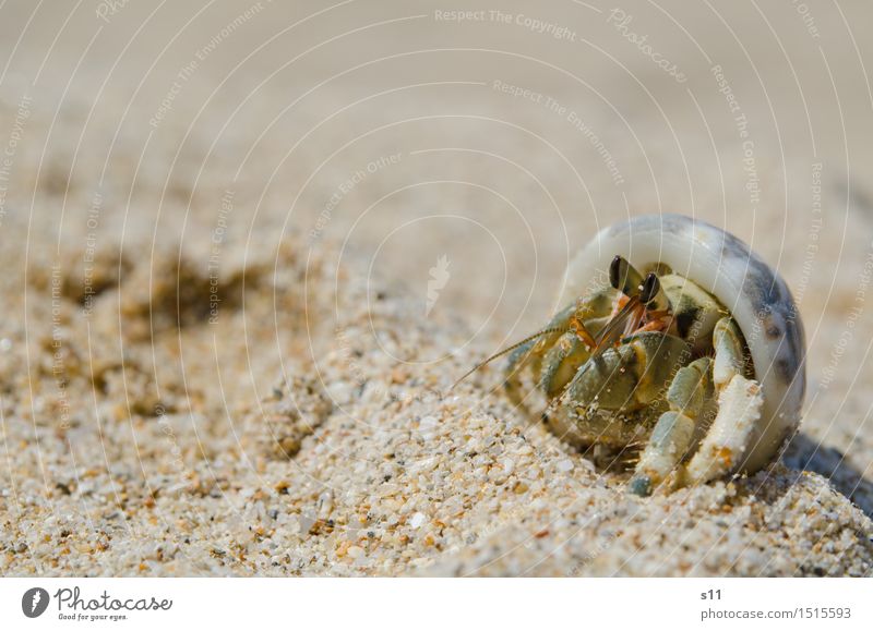 Another Crab Animal Wild animal Shellfish Goggle eyed Feeler Crustacean Animal face Legs Mussel shell 1 Funny Smart Brown Green Eyes Observe To enjoy