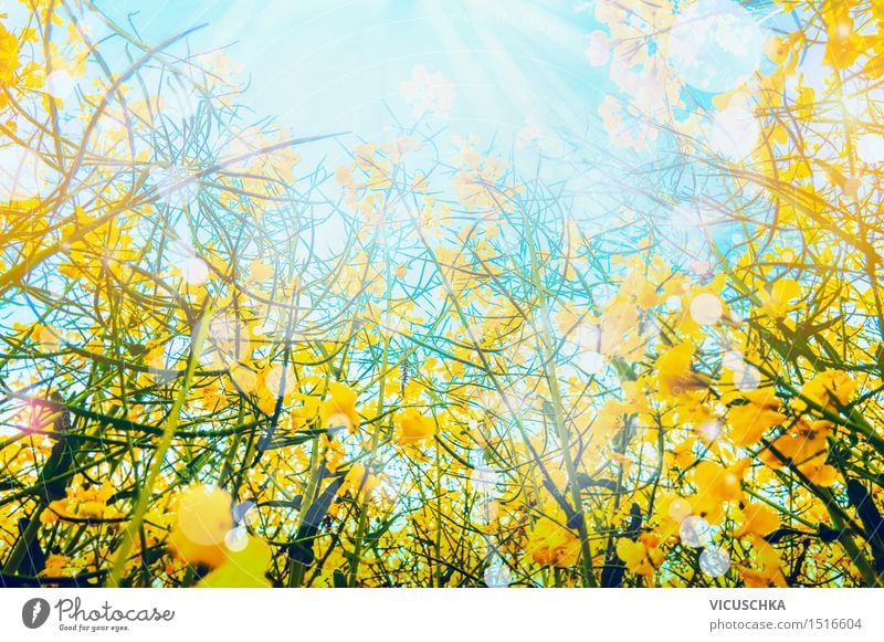Rape blossoms over sun and sky background Lifestyle Style Summer Summer vacation Nature Sky Sun Sunlight Beautiful weather Plant Leaf Blossom Meadow Field