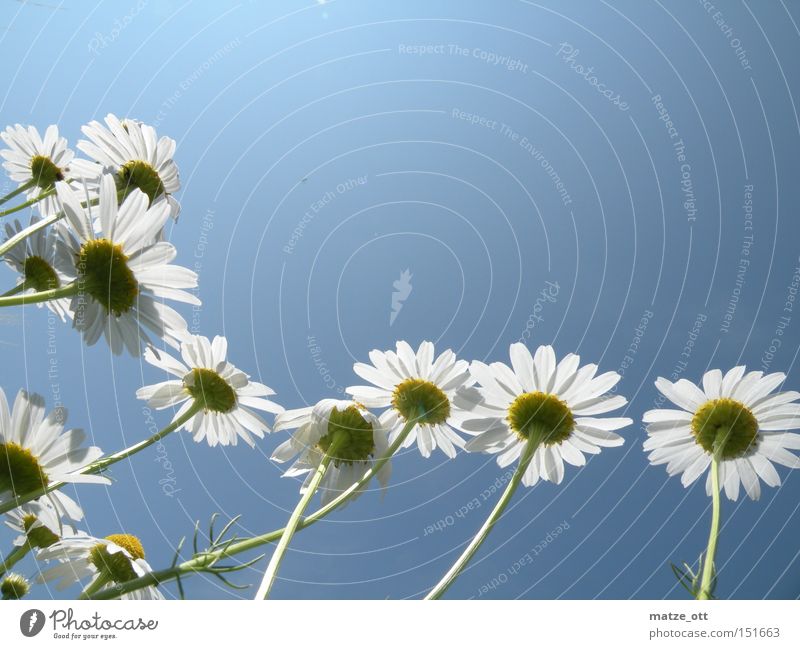 Small flowers big Flower Macro (Extreme close-up) Plant Sky Blossom Summer Spring Daisy Close-up