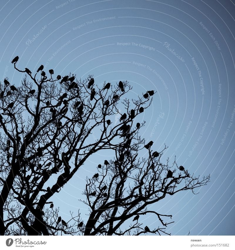bird meeting Tree Branchage Bird Raven birds Flock of birds Dark Creepy Silhouette Date Together Encounter Assembly Spooky
