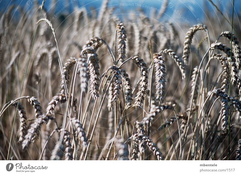 cereals Field Autumn Grain Close-up