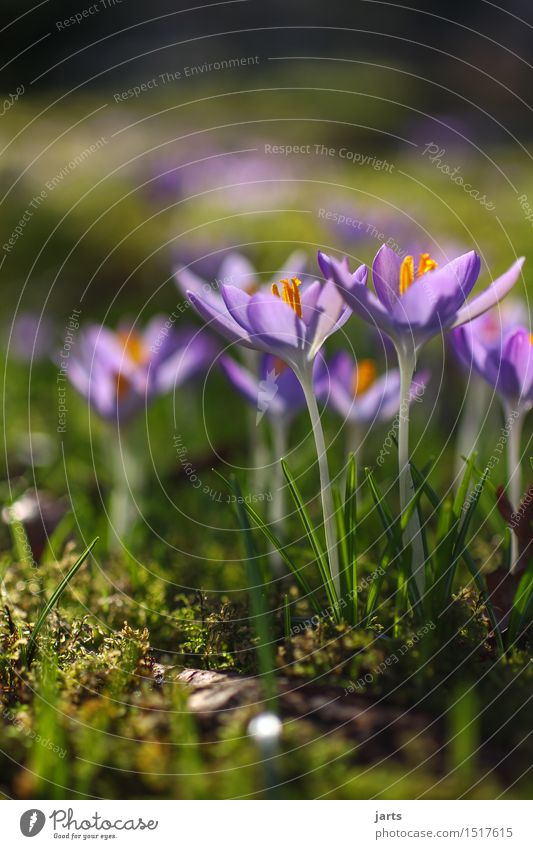 blossoming Plant Beautiful weather Flower Blossom Garden Park Blossoming Growth Fragrance Fresh Natural Nature Spring Crocus Colour photo Multicoloured