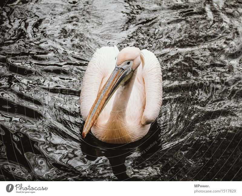 pelican Animal Bird 1 - a Royalty Free Stock Photo from Photocase