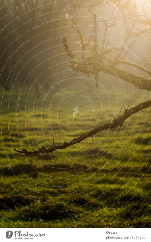 backlight Nature Forest Clearing Meadow Pasture Tree Branch Twig Back-light Autumn Day Colour photo Subdued colour Shallow depth of field Green