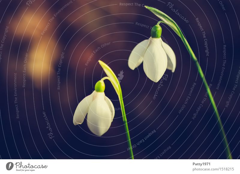 snowdrops Nature Plant Flower Blossom Wild plant Blossoming Green White Friendship Attachment Spring In pairs Colour photo Exterior shot