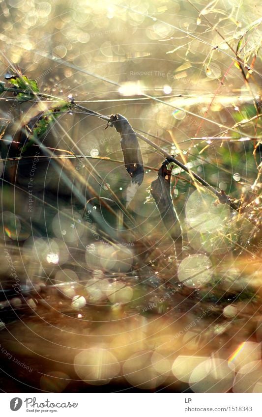 dewdrops Environment Nature Elements Air Drops of water Spring Summer Autumn Beautiful weather Plant Grass Wild plant Garden Park Meadow Crazy Warmth Feminine