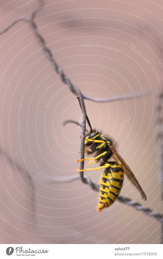 zaungast Nature Animal Autumn Wild animal Wing Wasps Insect 1 Crawl Yellow Gray Black Loneliness Uniqueness Perspective Wire netting fence Wire fence To hold on