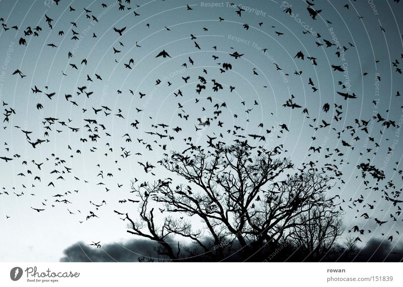 flock of birds II Bird Flock of birds Flying Raven birds Tree Branchage Creepy Plagues False Surrealism Aviation Flight of the birds