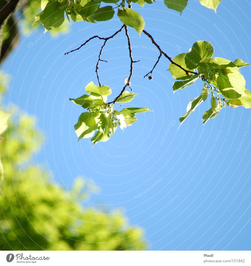 soon ! Colour photo Exterior shot Day Shallow depth of field Life Environment Nature Plant Sky Spring Climate Beautiful weather Leaf Park Breathe Blossoming