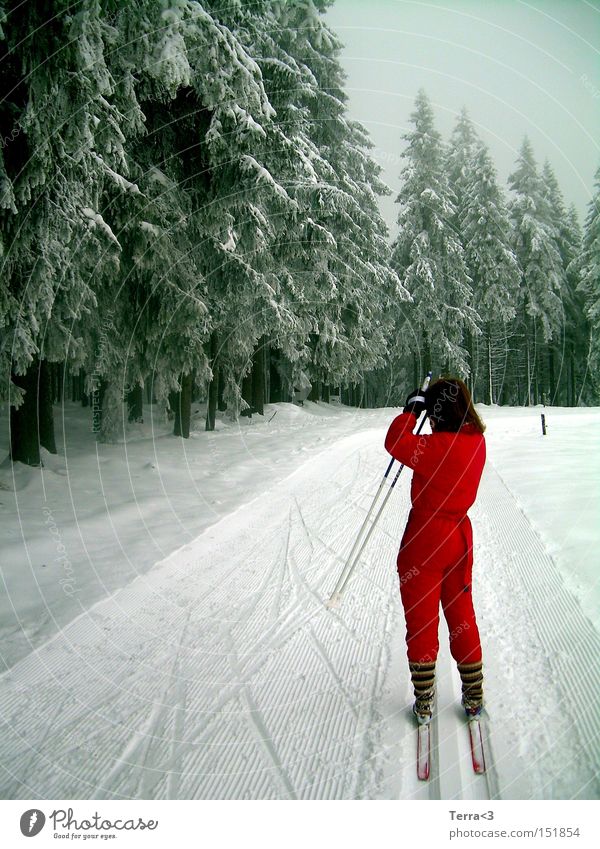 There's a man standing in the woods. Driving Snow Cross country skiing Cross-country ski trail Forest Tree Fir tree Sports Working clothes Red Snowsuit Skis