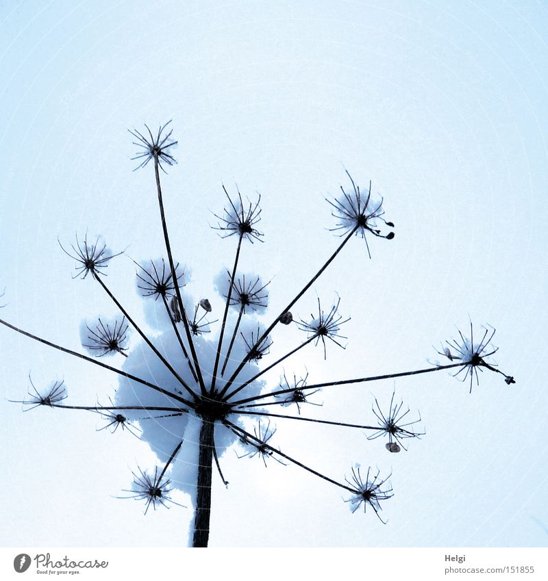 withered inflorescence of an umbel flower covered with snow Plant Nature Umbellifer Winter Snow Stalk Feeler Brown White Soft Cold hogweed stretch Star (Symbol)