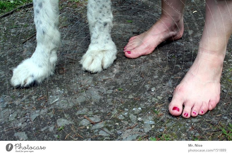 quadrupeds Paw Toes Nail polish Pelt Dog Walk the dog Barefoot Claw Mammal Trust Woman Feet Legs four-legged friends bipeds
