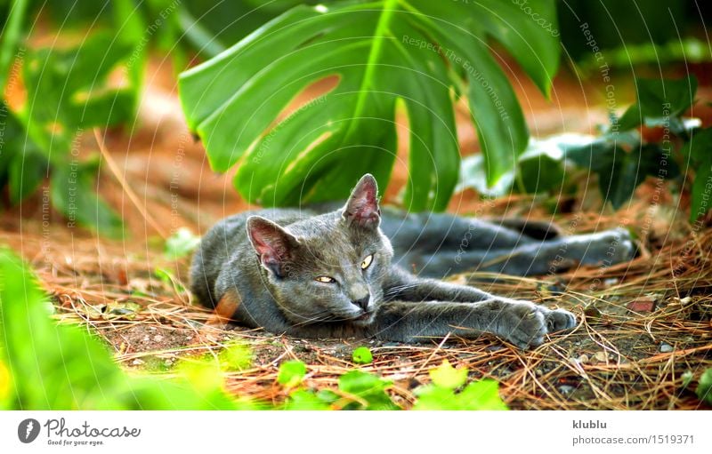 An street cat resting Beautiful Playing Baby Friendship Nature Animal Town Street Hair Pet Cat Paw Stone Sit Stand Small Funny Cute Gray Black White Appetite