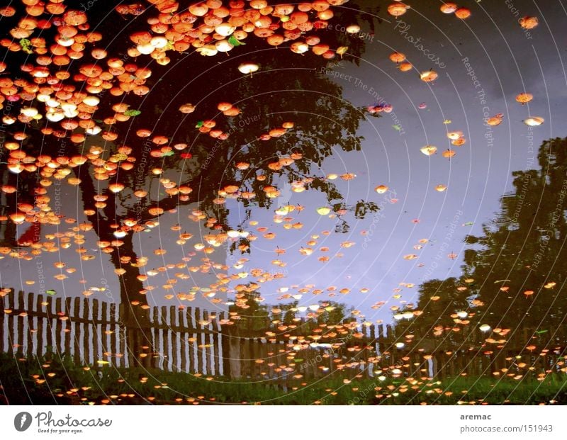 Humid harvest Water Reflection Fence Tree Apple Pond Harvest Autumn Apple tree Transience Reflection & Reflection Float in the water Swimming & Bathing