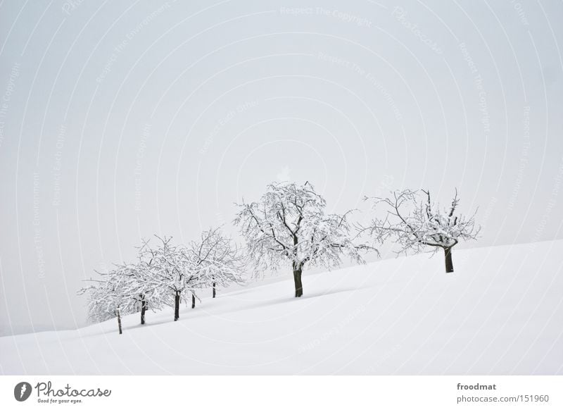 11111 1 1 Winter Snow Minimal Tree Mountain Switzerland Cold White Gray Calm Bleak Gloomy
