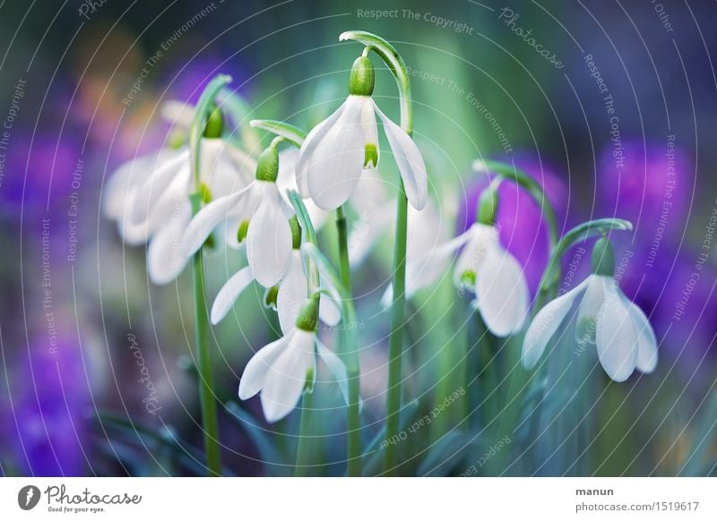 small group Nature Spring Plant Flower Blossom Snowdrop Spring flower Spring flowering plant Spring flowerbed Garden Natural Green Violet White Spring fever