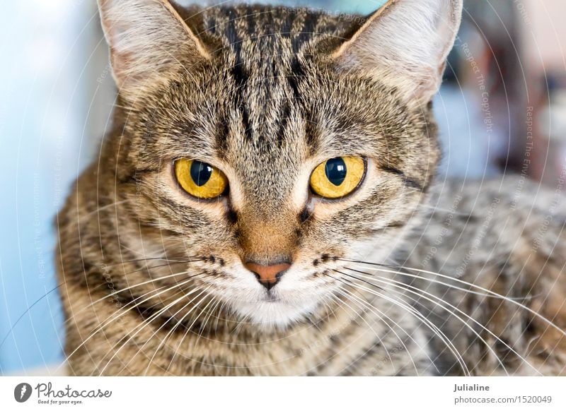Cat portrait with yellow eyes Animal Moustache Pet 1 Stripe Yellow Gray Mammal whiskers sideburns Colour photo Deserted