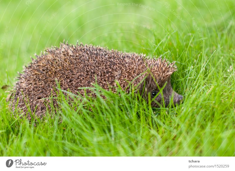 Hedgehog Summer Nature Animal Grass Thorny Wild Brown Green Protection young wildlife Mammal Rodent spiny Spine needle defense Snout Bristles Vantage point