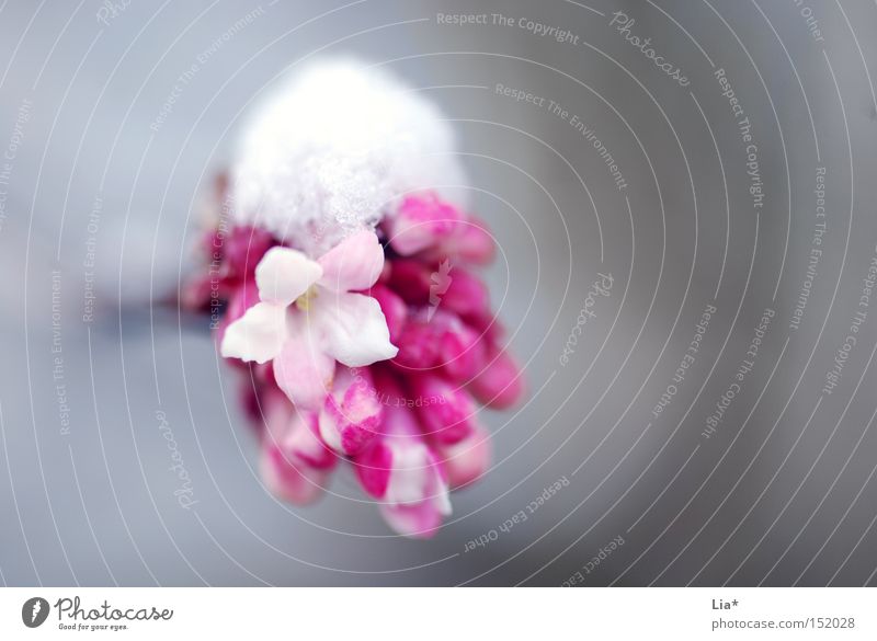 snow cap Colour photo Close-up Detail Macro (Extreme close-up) Life Winter Snow Spring Flower Cold Pink White Power Pure Frost Seasons Delicate Force