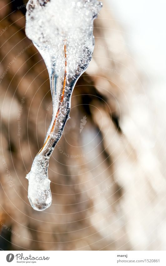 Cold packed Nature Winter Ice Frost Icicle Simple Enclosed Sheathed Air bubble Warped Transience short-lived Colour photo Subdued colour Exterior shot Close-up