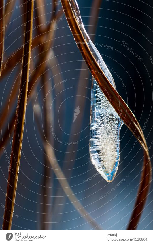 Beauty with expiration date Nature Winter Ice Frost Icicle Authentic Frozen Air bubble Long Transience Colour photo Subdued colour Exterior shot Close-up