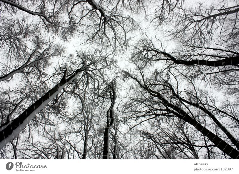 winter forest Winter Snow Sky Tree Forest Gray White Labyrinth Branch Tree trunk Black & white photo Worm's-eye view
