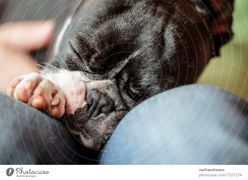 Sleeping Boston Terrier Animal Pet Dog 1 Small Cute Fatigue boston terrier Two-tone Purebred fina portrait Colour photo Close-up Day Shallow depth of field