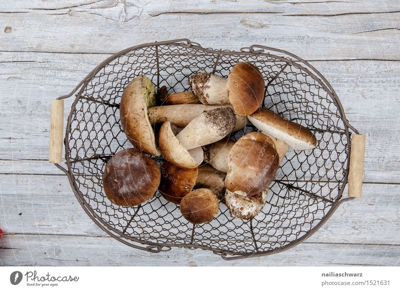 Fresh porcini mushrooms from the forest Food Nutrition Organic produce Vegetarian diet Bowl Basket Wire basket Moss Leaf Hat Fragrance Natural Beautiful Blue