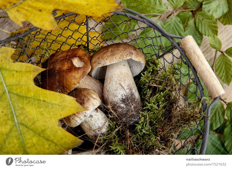Fresh porcini mushrooms from the forest Food Moss Leaf Hat Fragrance Brown Green Boletus Basket amass Mushroom spruce mushroom noble mushroom entirely Multiple