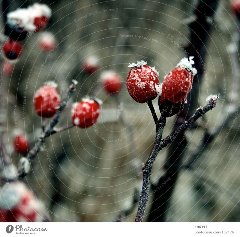 Photo number 106687 Former Rose hip Cold Snow Frost Bushes Kitsch Beautiful Esthetic Winter White Red Fruit Dog rose