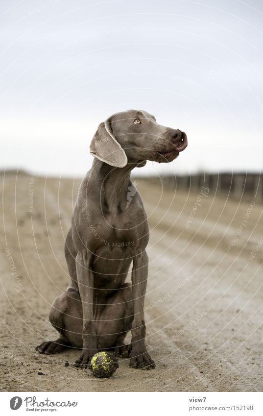 dirty dog Dog Dirty Ball Retrieve Weimaraner Facial expression Expression Pelt Paw Tongue Mammal Beautiful Full-length Sit Looking away Profile Copy Space top